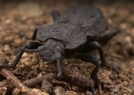 coleottero corazzato diabolico