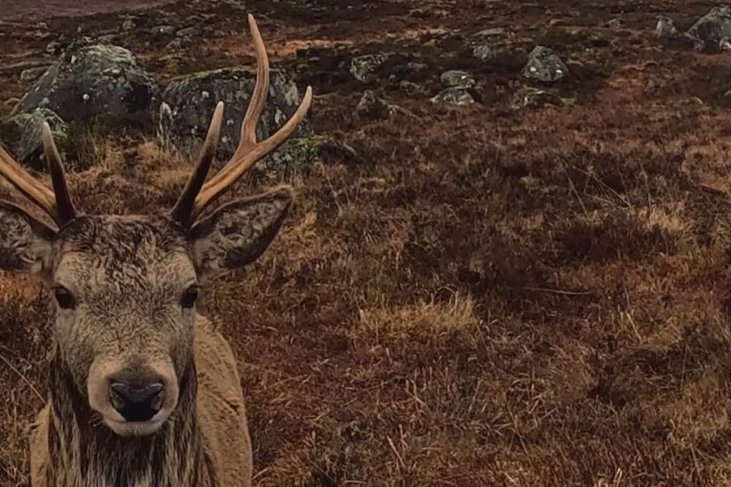 Il dolcissimo cervo rosso