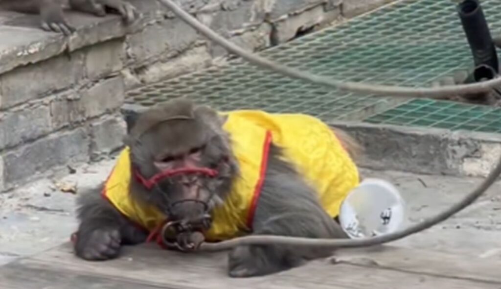 Incatenate e incappucciate, sono costrette a esibirsi: la rivolta dei social libera un gruppo di scimmiette in Cina La scimmietta