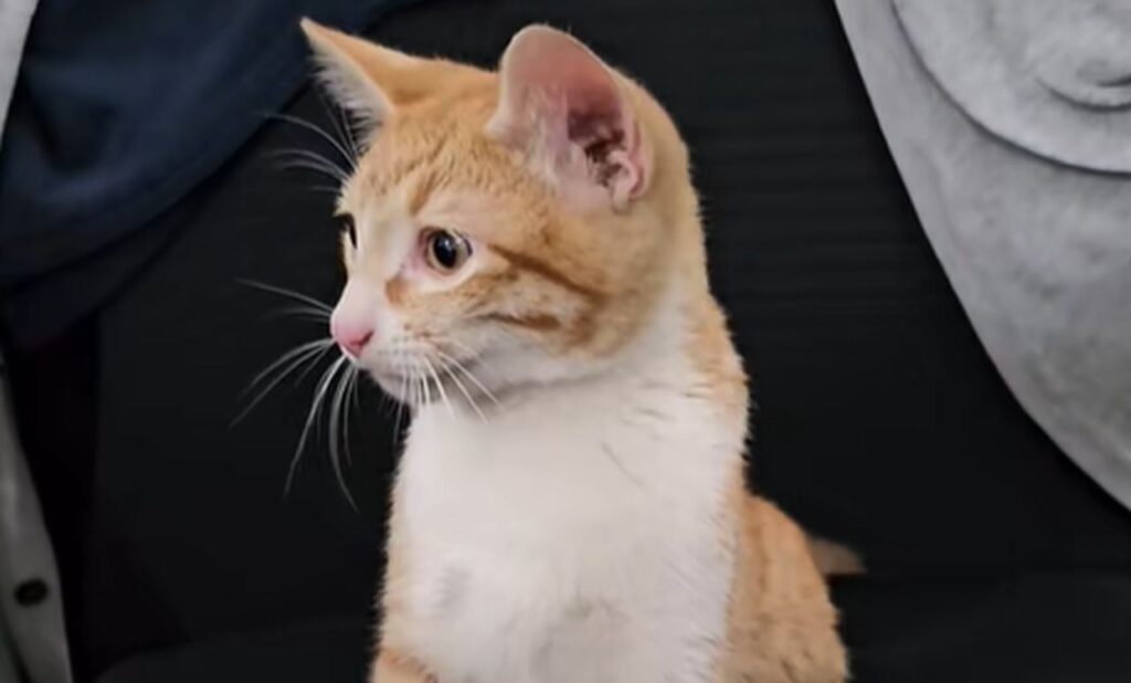 L'ingegner Miauricio