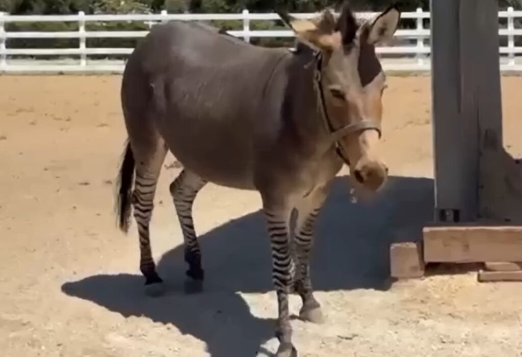 Lo zonkey di Kaley Cuoco