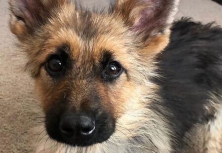 Un primo piano di Ranger