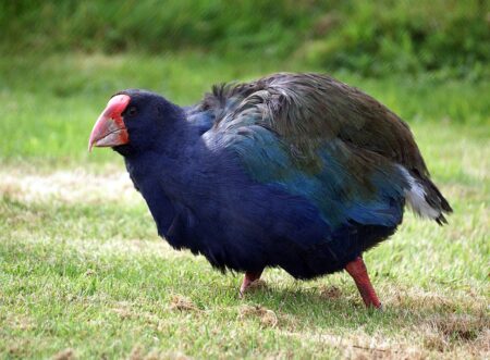 Un Takahe