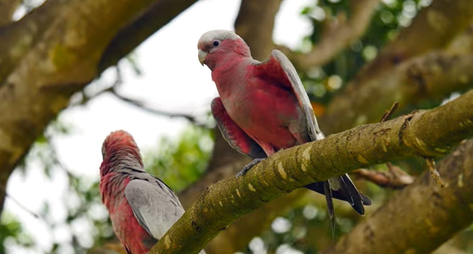 Una pappagallina come Gigi