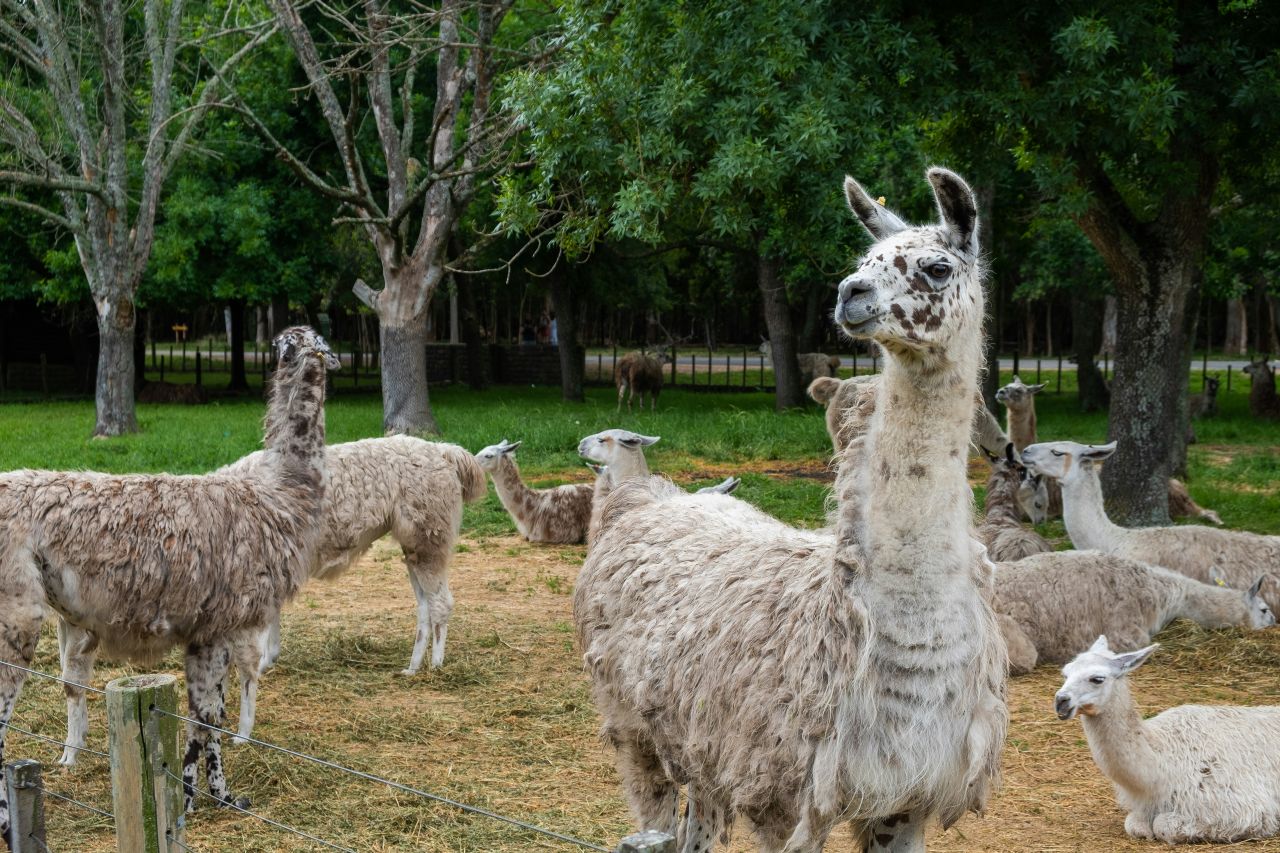 adorabili lama