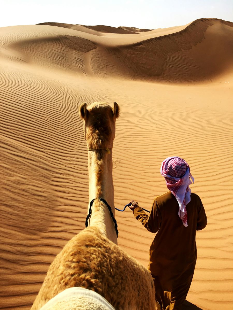cammello nel deserto