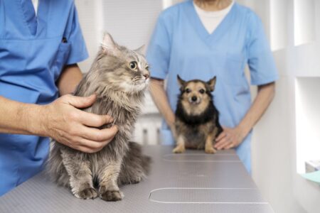 cane e gatto dal veterinario