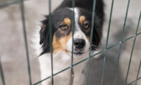 cane in un canile