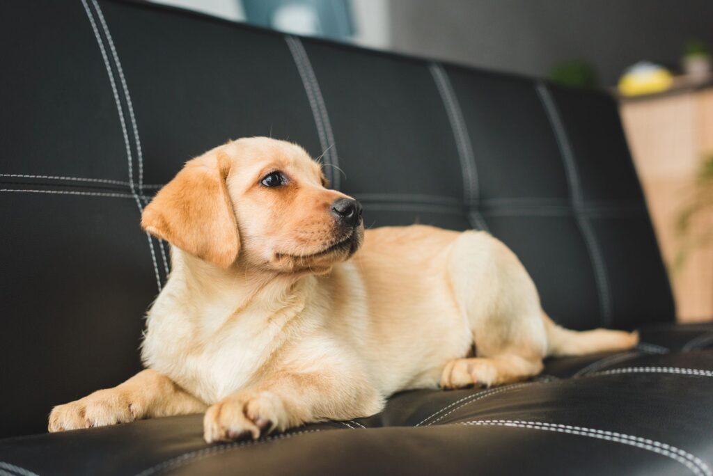 cucciolo di labrador