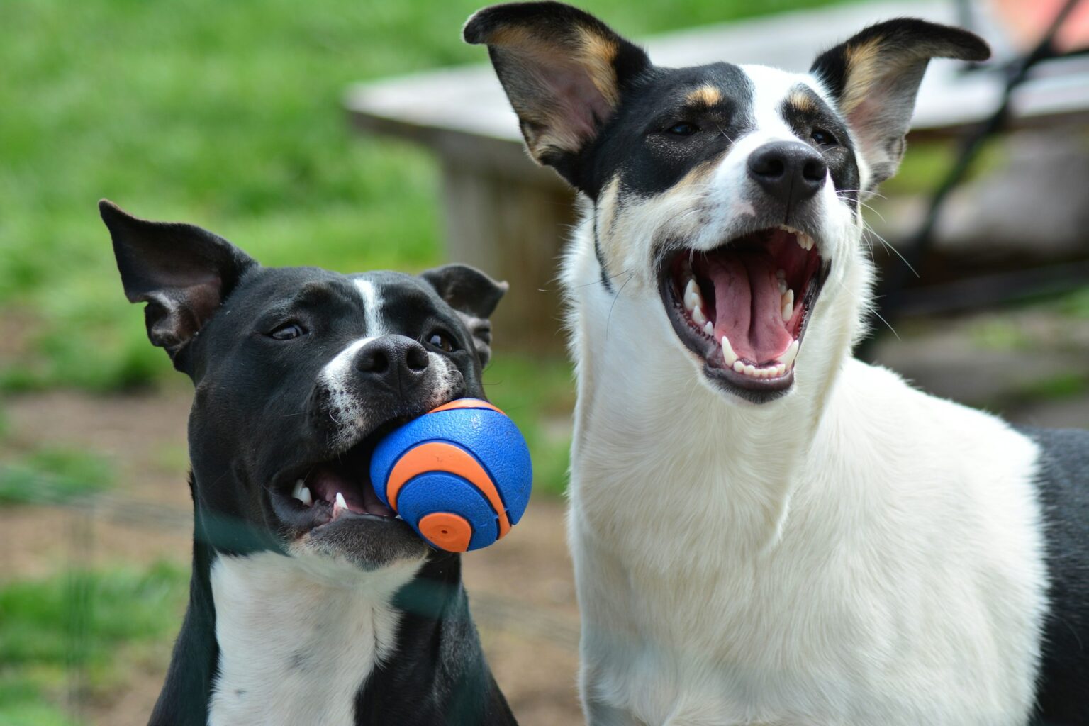 Due cani giocano con una pallina di gomma