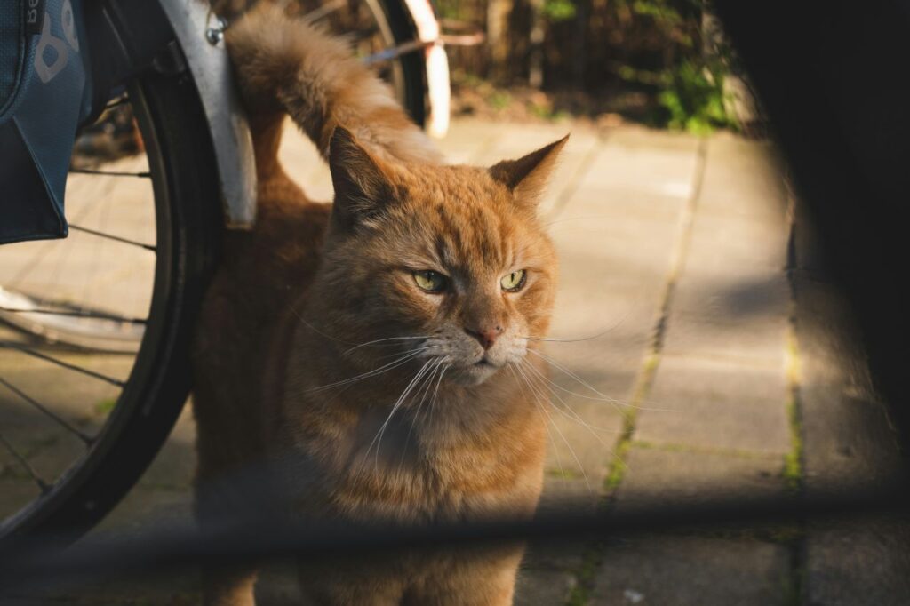 gatto che guarda il canale ad Amsterdam