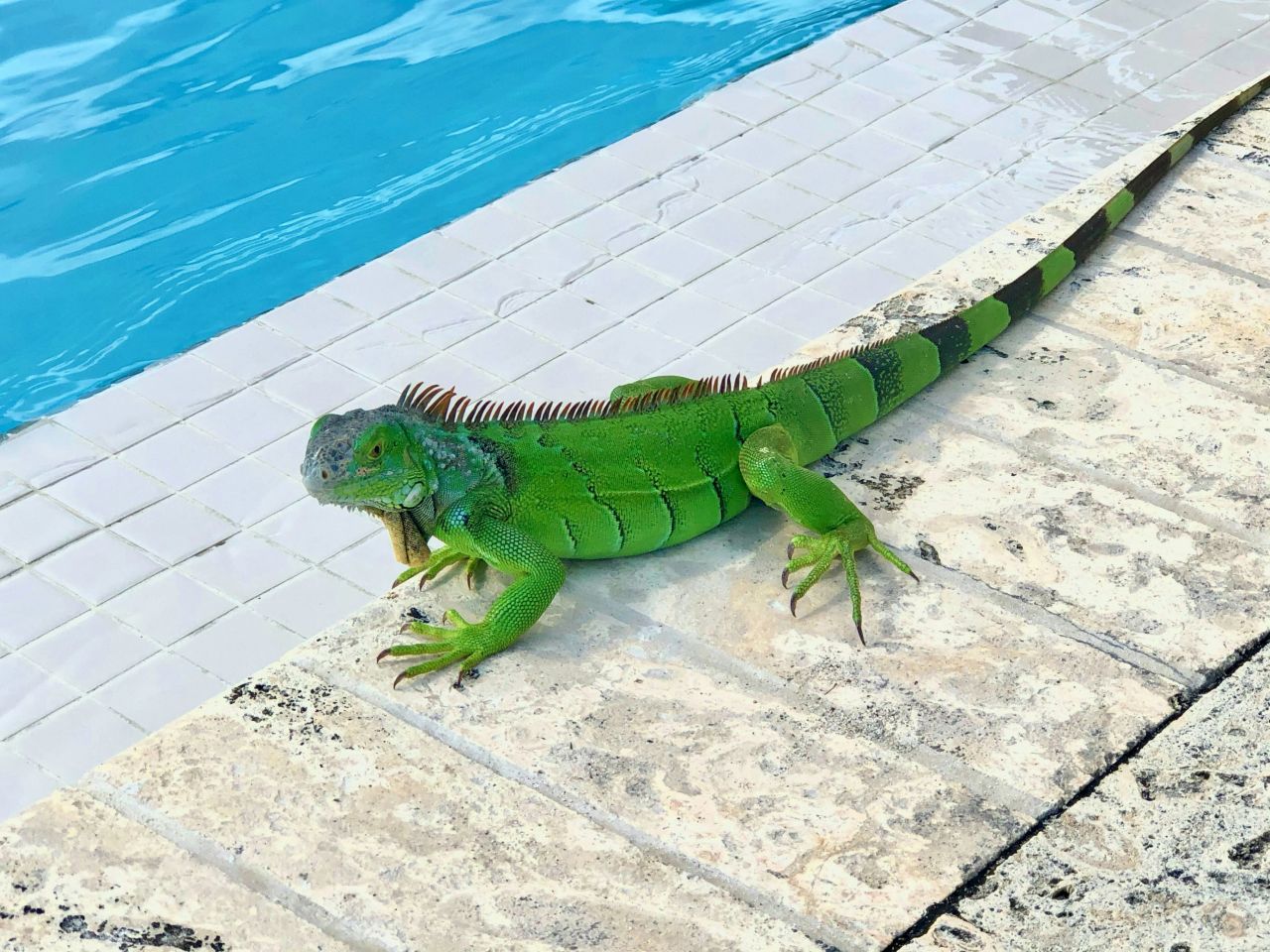 iguana a bordo piscina