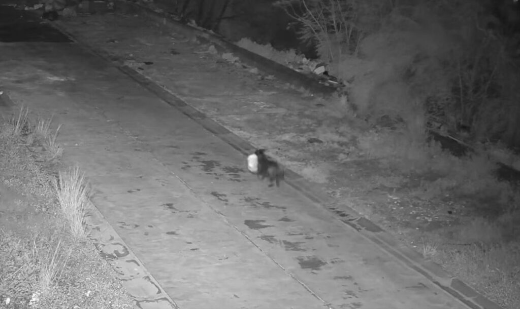 il cane con il sacchetto di rifiuti ripreso dalle telecamere