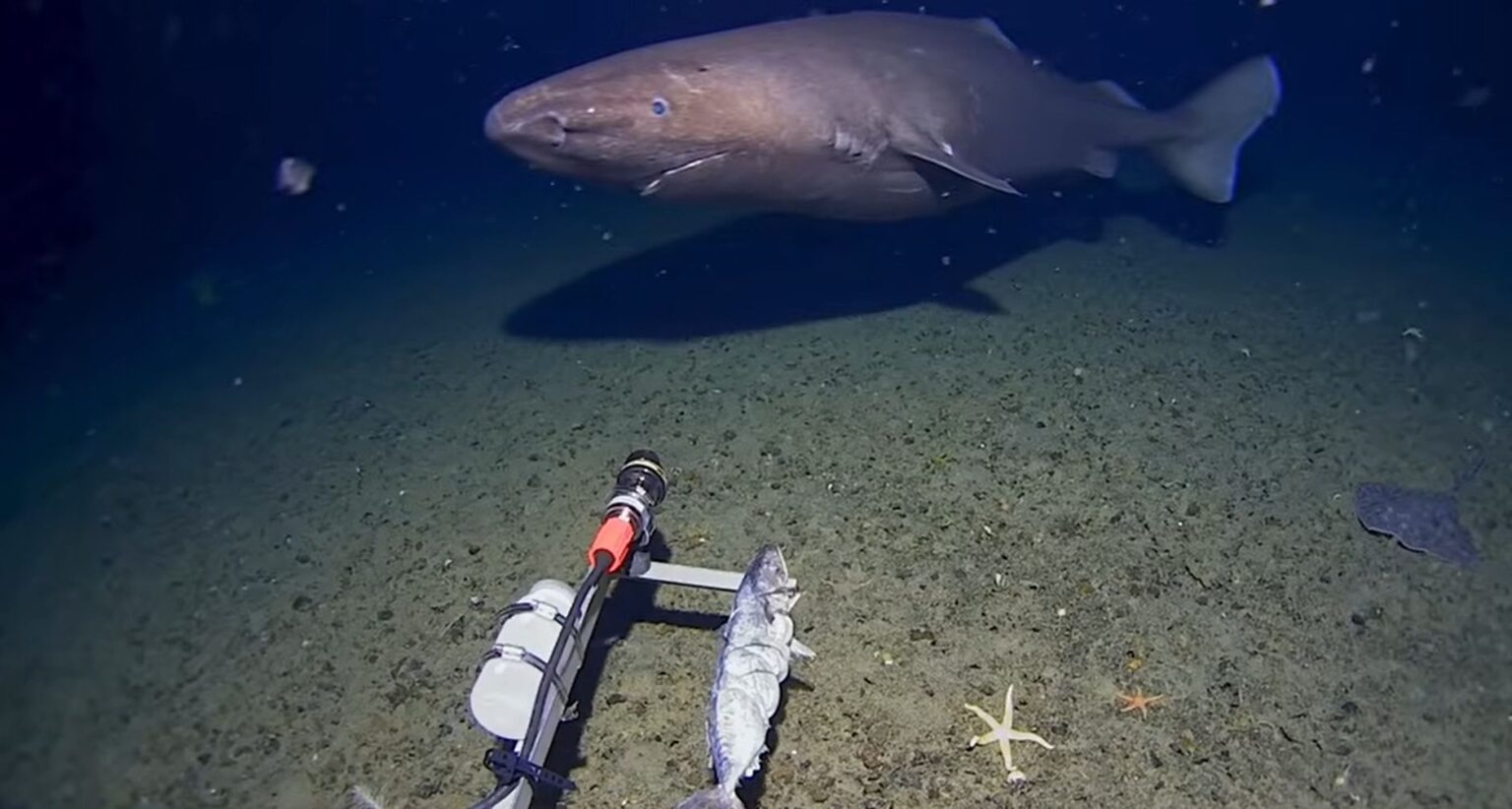 Squalo dormiente avvistato per la prima volta sul fondo dell’Antartide: la sua presenza rivela una cosa importante lo squalo dormiente