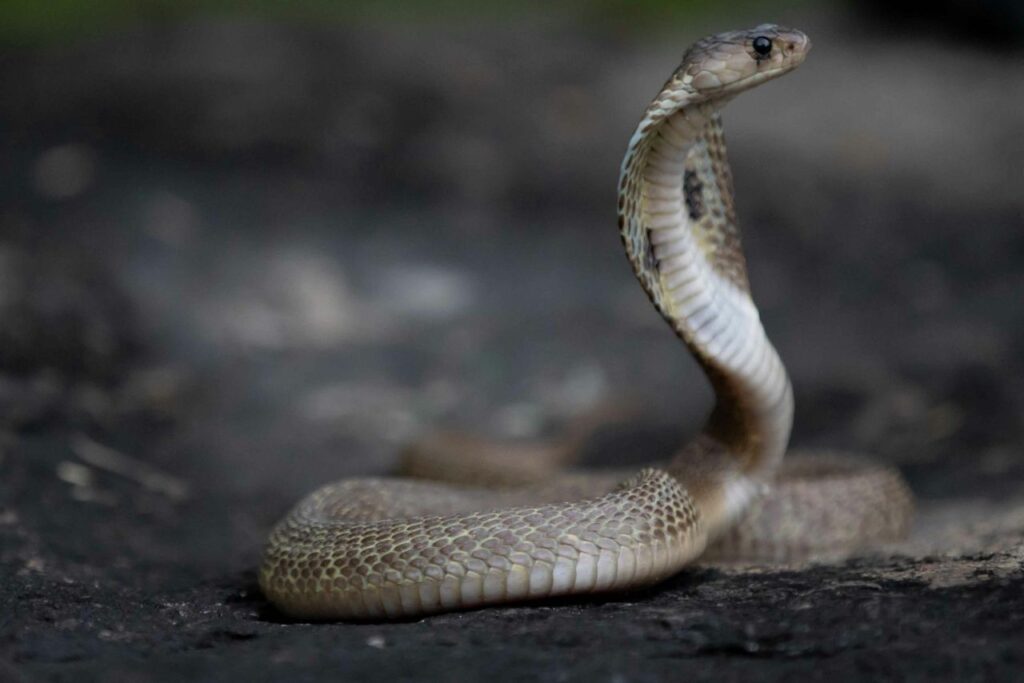 profilo di un cobra