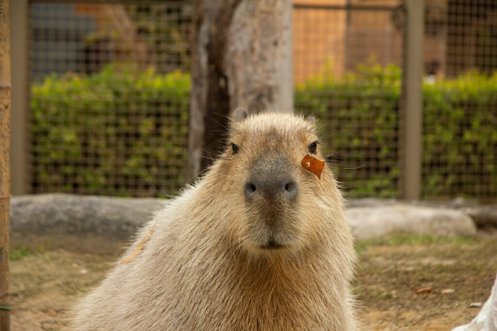 un adorabile capibara