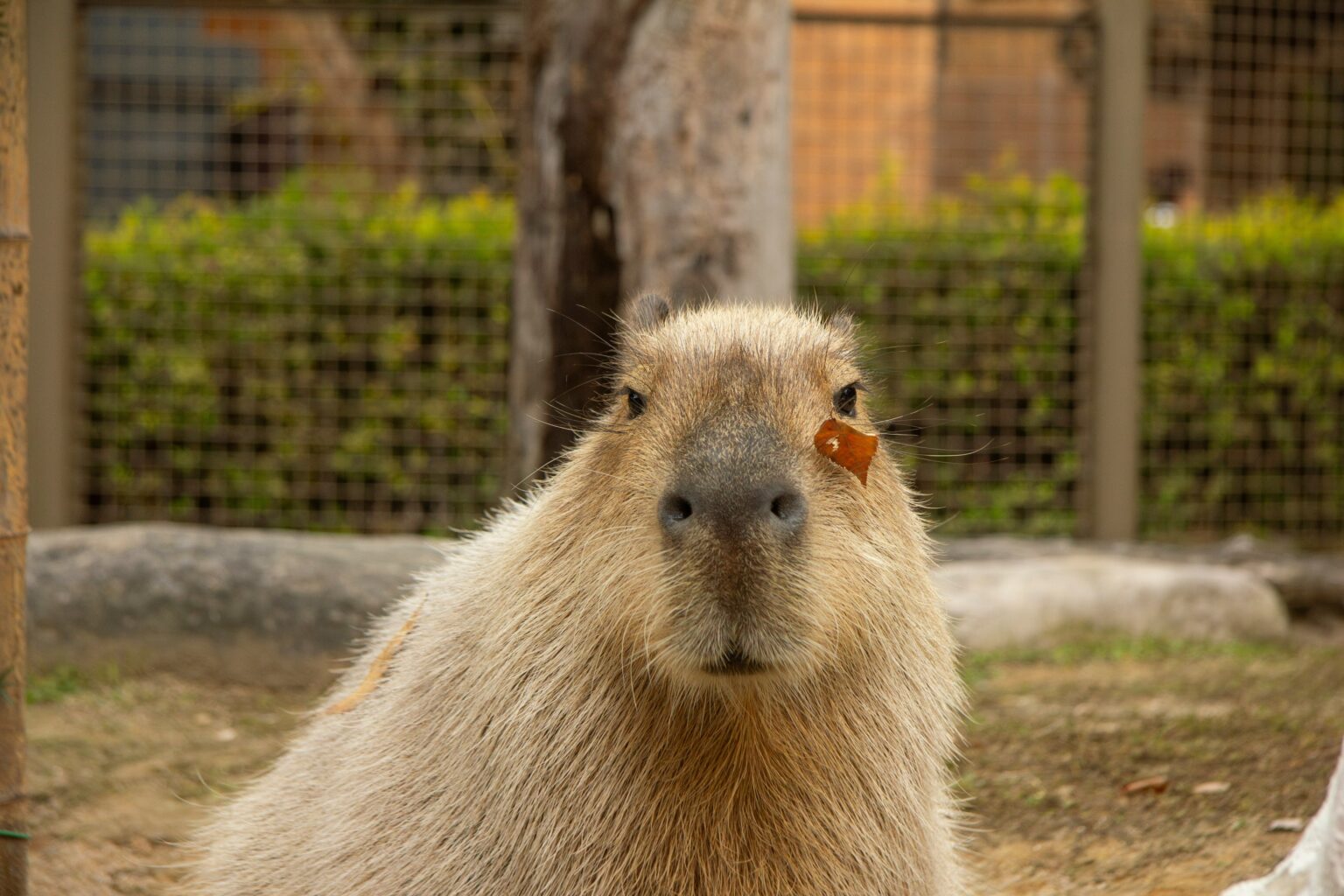 un adorabile capibara