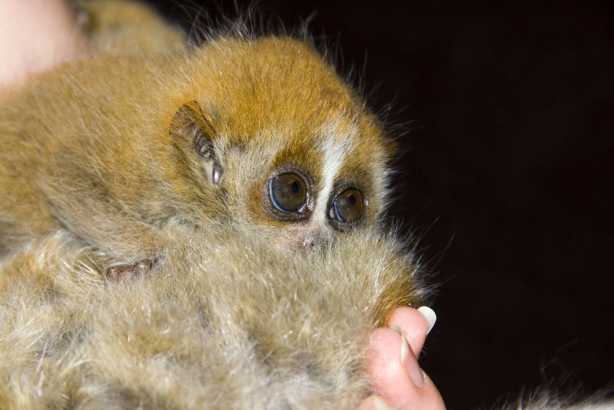 ha gli occhi pi249 dolci del mondo ma 232 velenoso lo zoo del bronx ospita un raro loris pigmeo da Cultweb.it ha gli occhi pi249 dolci del mondo ma 232 velenoso lo zoo del bronx ospita un raro loris pigmeo