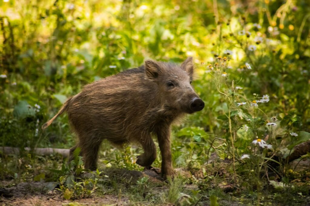 un cinghiale nella natura
