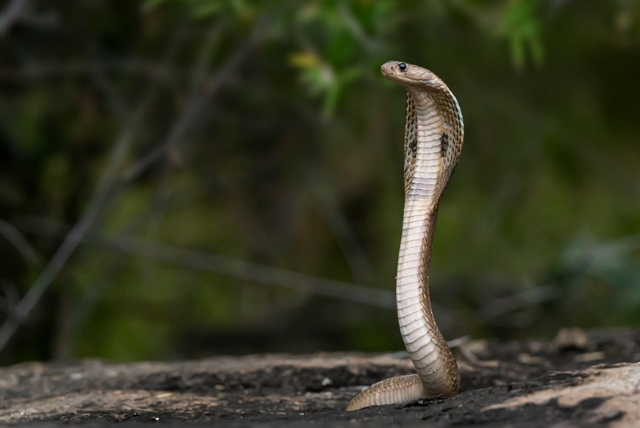 un cobra