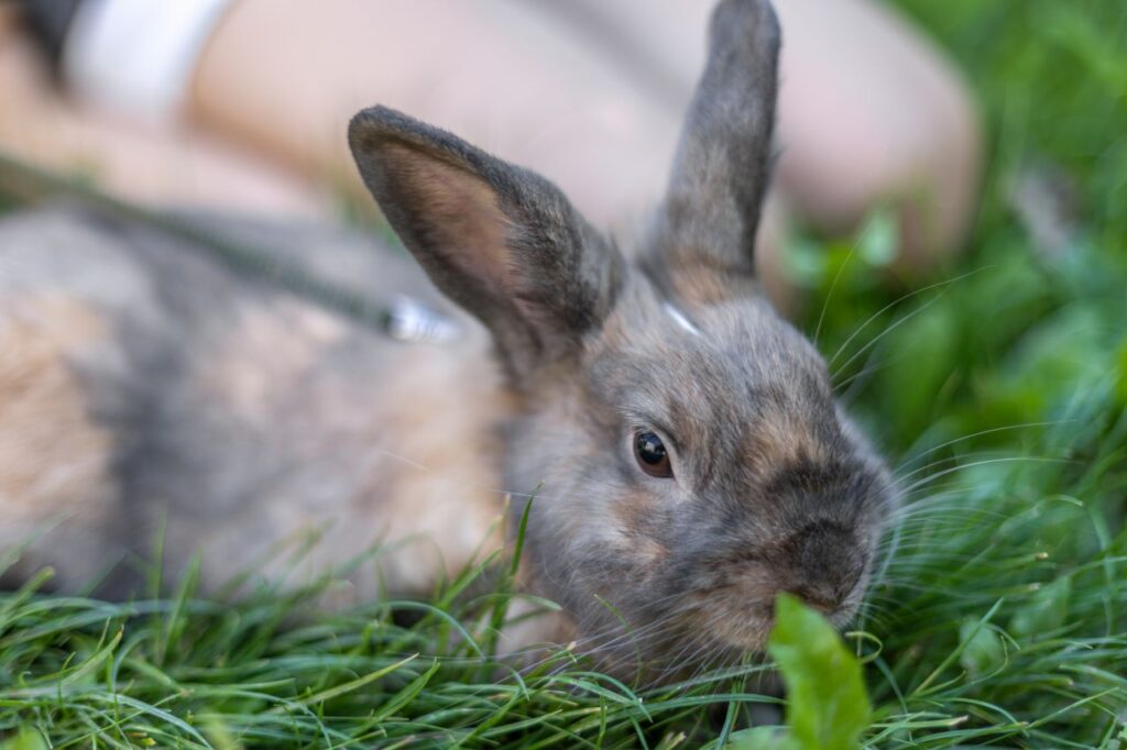 Il tuo coniglietto perde troppo pelo? Per gestire la muta senza crisi fai queste cose