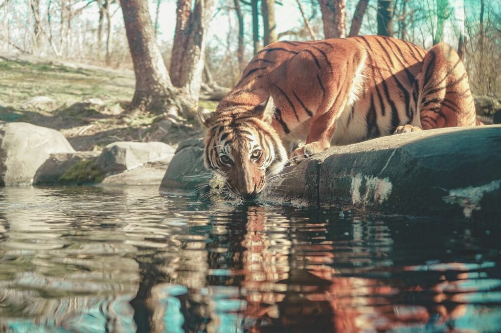 Una tigre in cattività