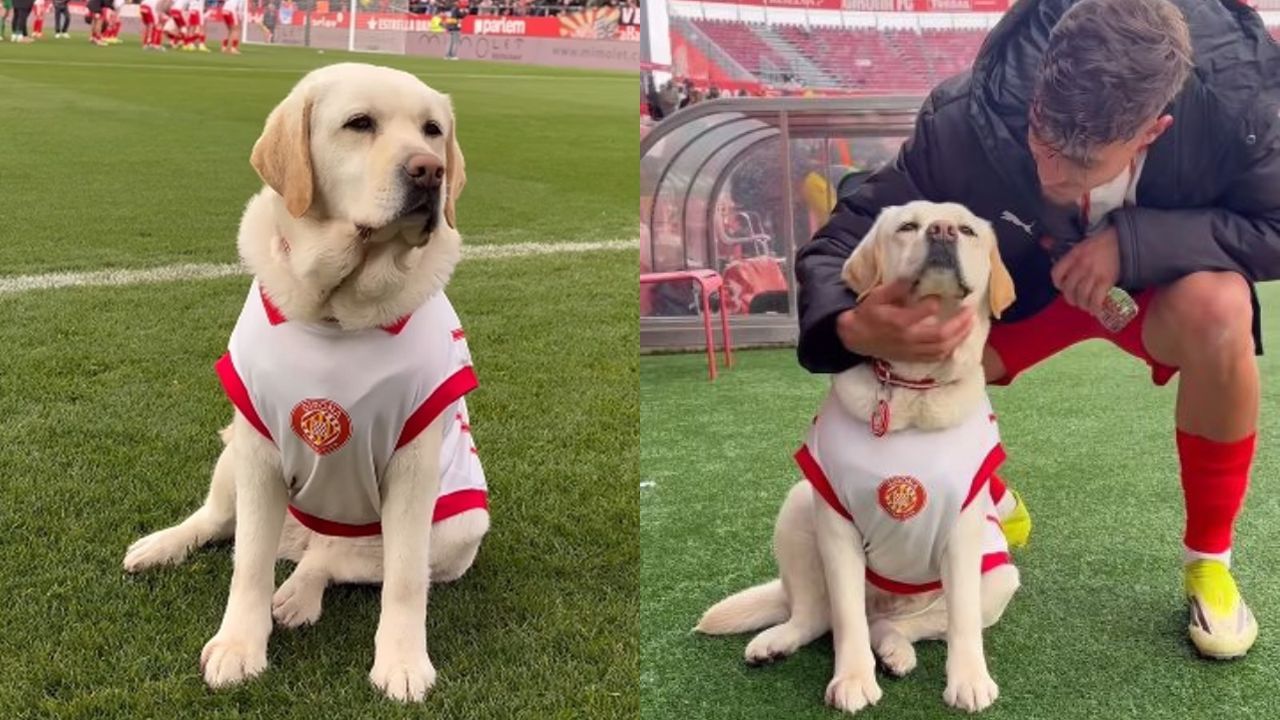 canya la cagnolina che lavora in panchina 232 lei la mascotte pi249 amata della liga e non solo da Cultweb.it canya la cagnolina che lavora in panchina 232 lei la mascotte pi249 amata della liga e non solo