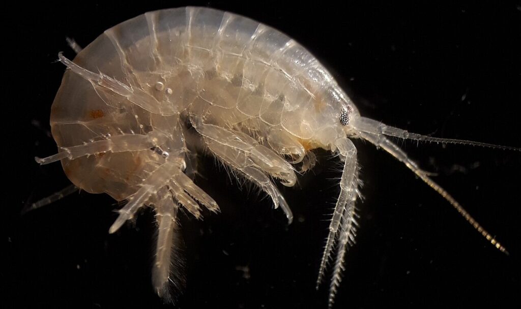 Il Gammarux pulex, la specie di gambero d'acqua dolce analizzata nello studio