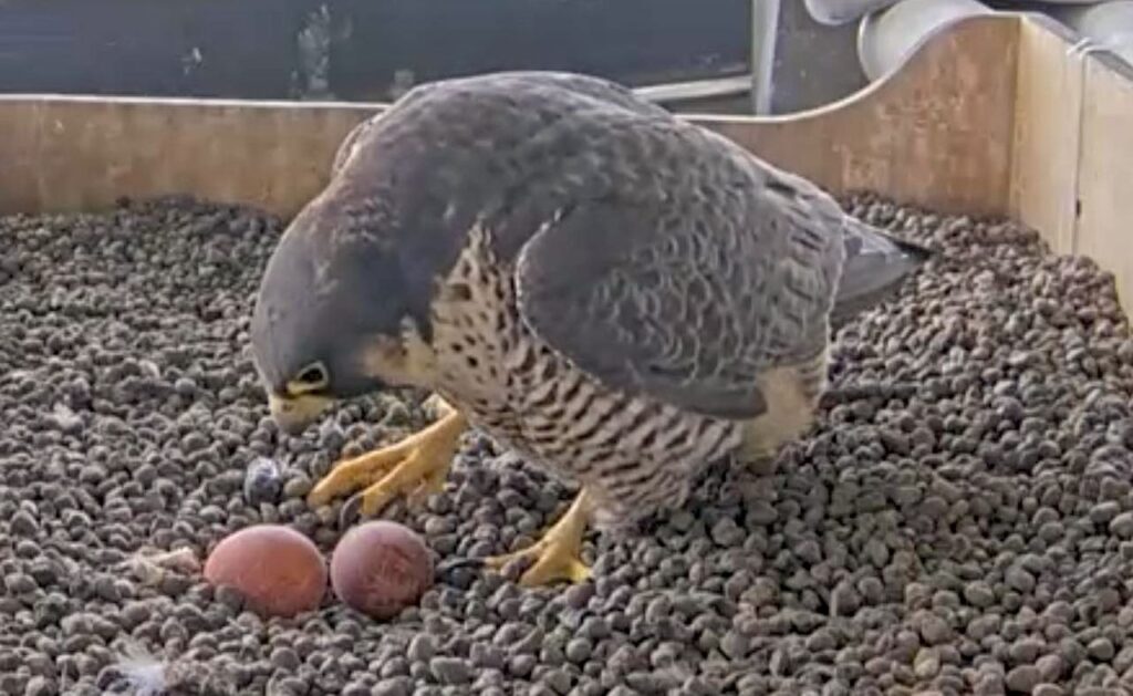 Giulia guarda con amore le sue uova