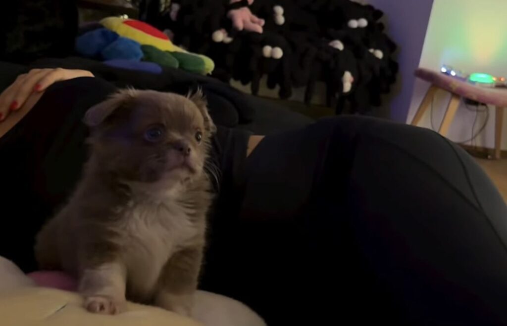 “Benvenuto Maurizio!”: Fedez e Giulia Honegger allargano la famiglia con un cucciolo adorabile (e Silvio già soffre) Il cane Maurizio