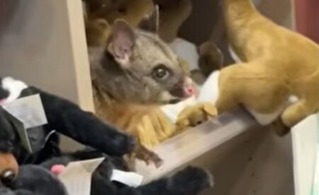 Il piccolo opossum nascosto tra i souvenir in aeroporto è la cosa più dolce che vedrai oggi Il tenerissimo opossum in incognito