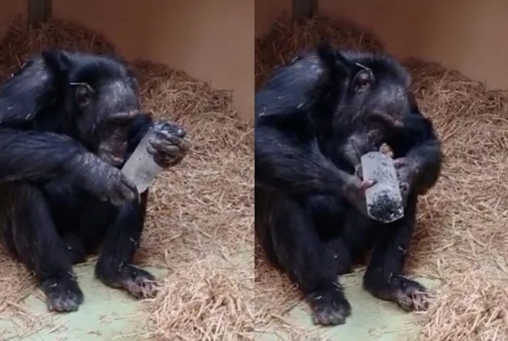 Guardate questa scimmia quanto ama i cristalli: ci racconta tantissimo sulla storia dell’umanità La scimmia Toti esamina i cristalli