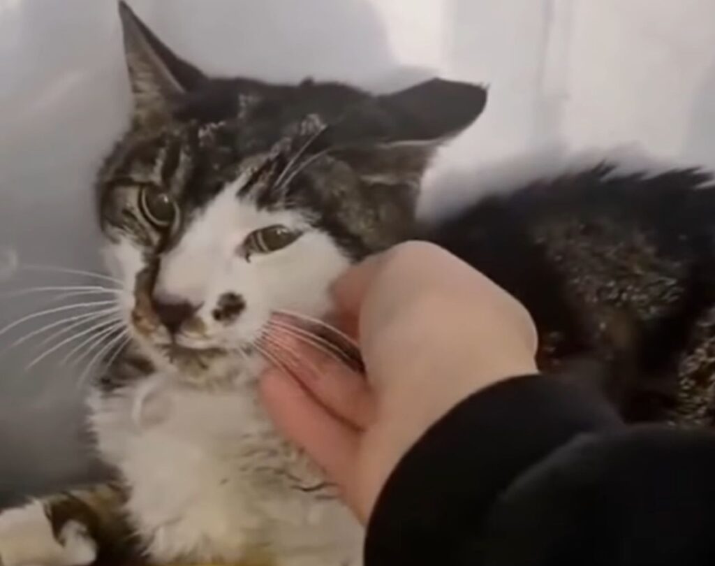 Rifiuta il cibo e continua a lottare tra la vita e la morte la gattina abusata a Roma, ma ora c’è un nuovo nemico Rosi