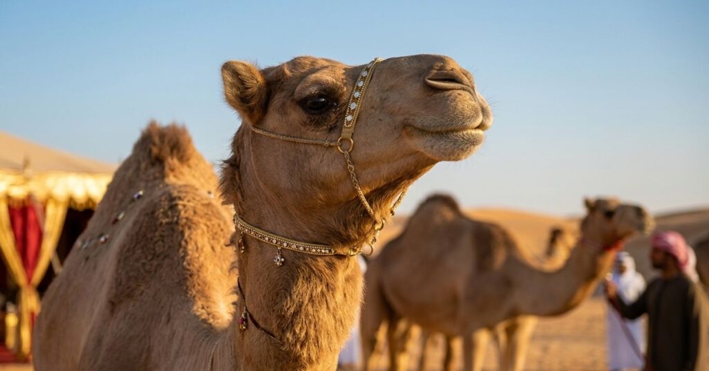 Un cammello nel deserto