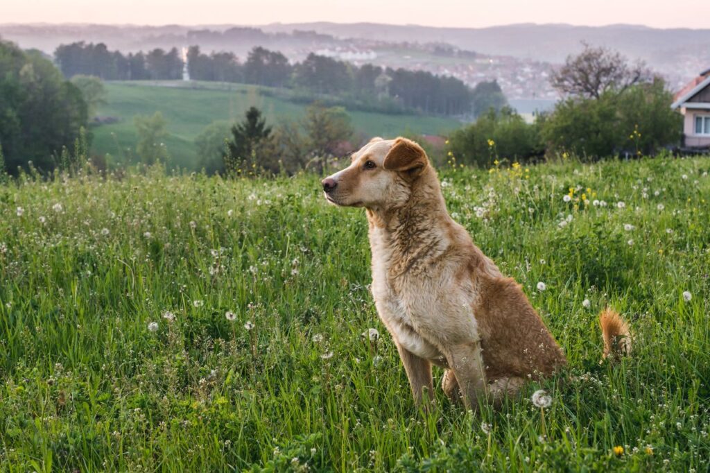 cane in campagna
