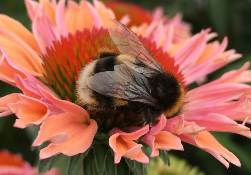 bombo che riposa su un fiore