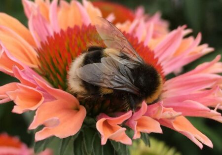 bombo che riposa su un fiore