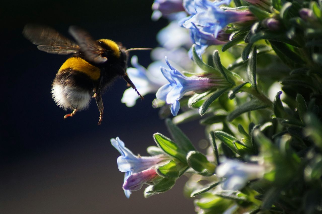 bombo che vola verso fiore