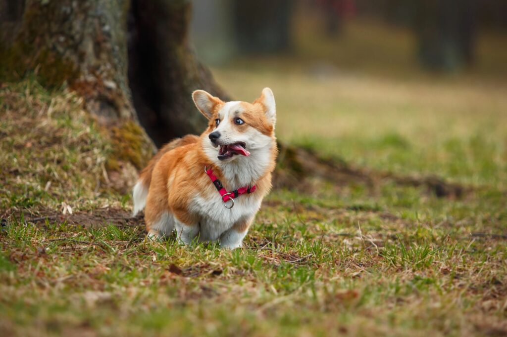“Date una medaglia a quel cane!”, corgi coraggioso libera altri 6 amici (e il web spinge Disney a fare un film) corgi che corre