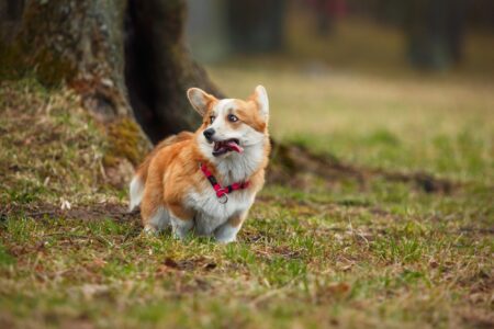 corgi che corre