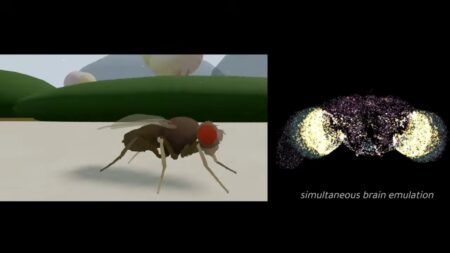 Un'immagine della presunta emulazione del cervello di un esemplare di Drosophila melanogaster, il moscerino della frutta