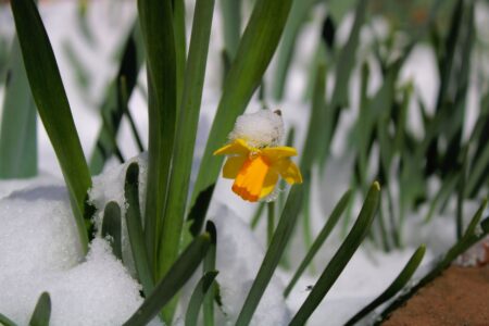 fiore che spunta dalla neve