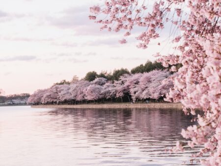 Ciliegi in fiore a Tokyo: come vedere lo spettacolo rosa che dura solo 10 giorni all’anno Fioritura ciliegi in Giappone