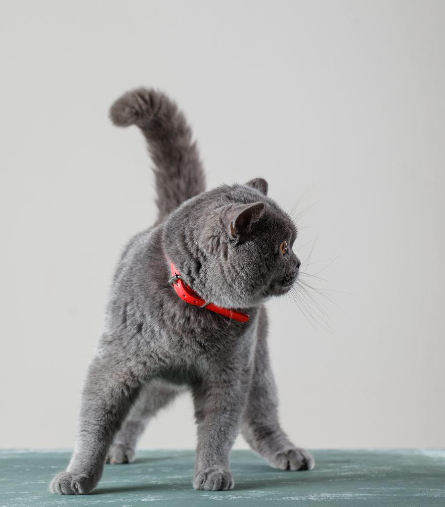 gatto atterrato sulle zampe