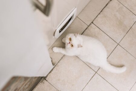 gatto che guarda minaccioso