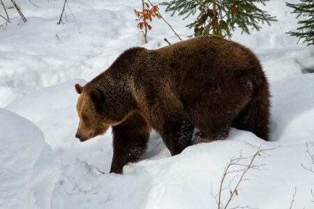 Un orso bruno cammina nella neve