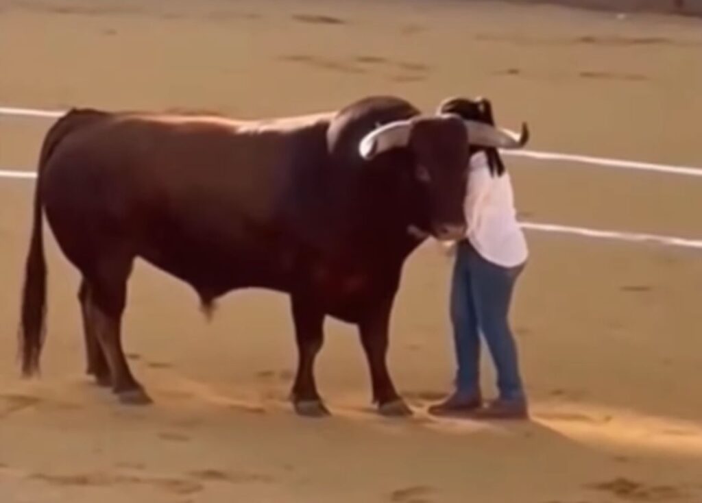 l'abbraccio tra l'attivista e il toro