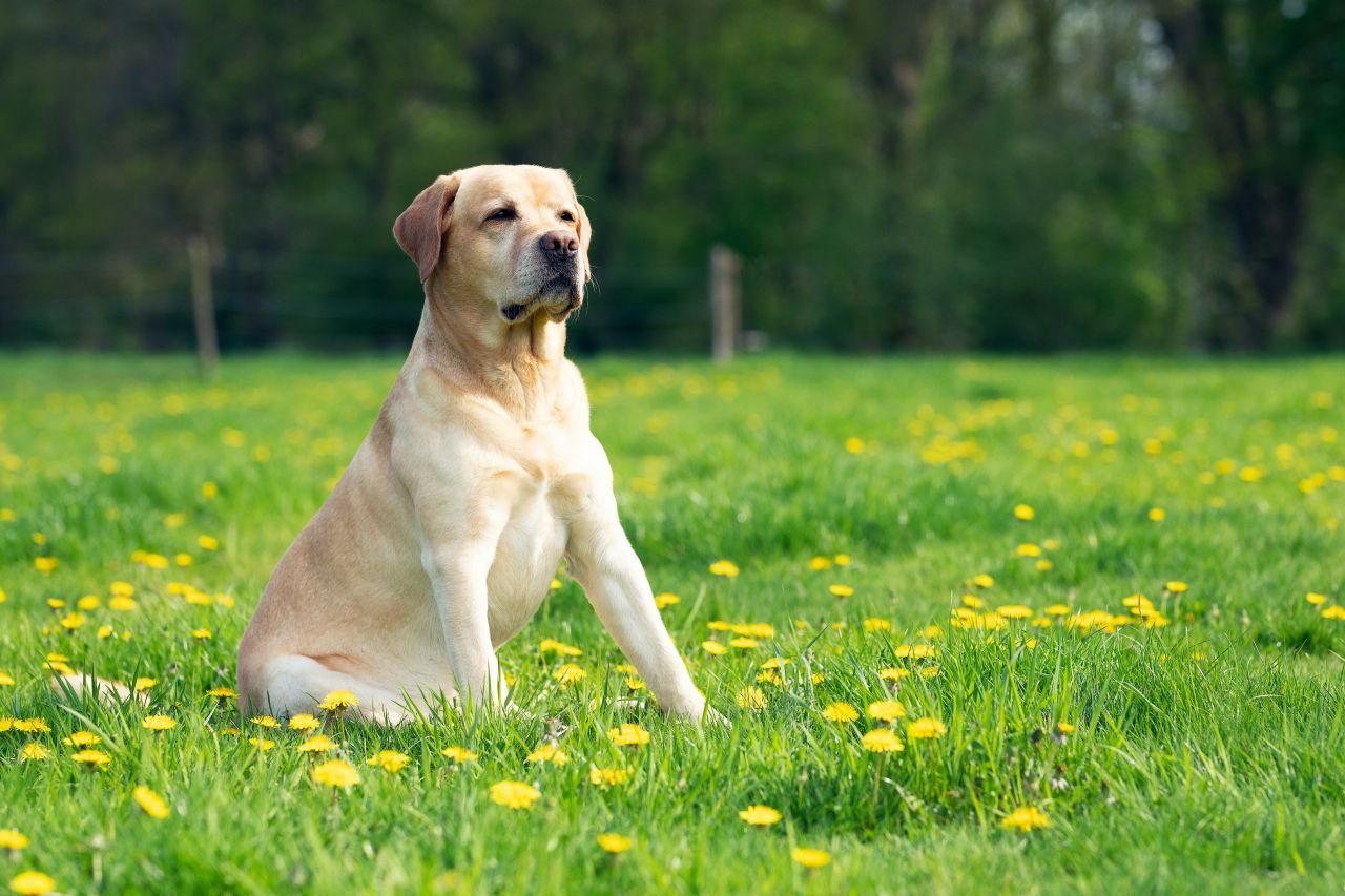 labrador dallo sguardo fiero