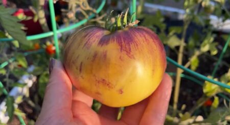 pomodoro sart roloise