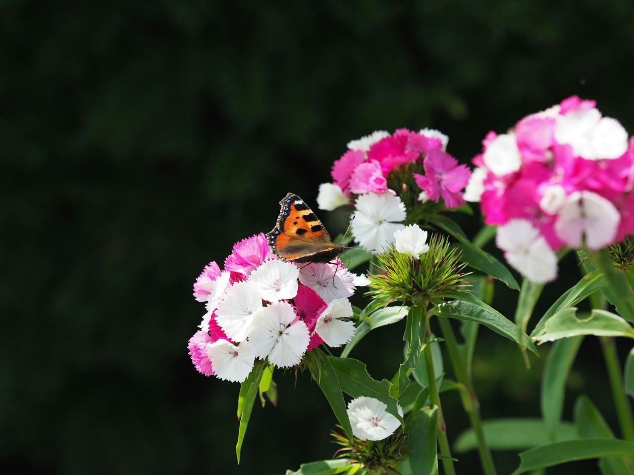 Vanessa dell'ortica posata su un fiore